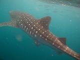 Djibouti - Whale Shark - 19